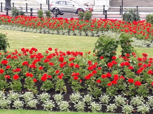The Queen's Geraniums
