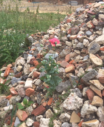 Thrive in unlikely places