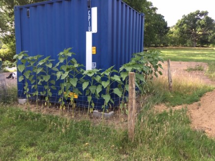 Container Sunflowers 05.07