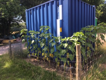 Container Sunflowers 12.07