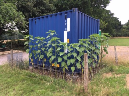 Container Sunflowers 19.07