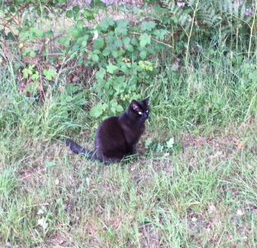 Layla in the Long Grass