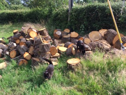 Layla &amp; Moses Log on