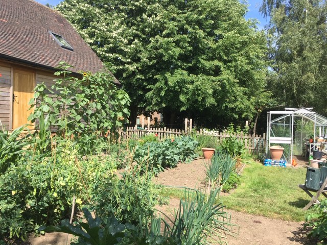 Veg Garden 12.07
