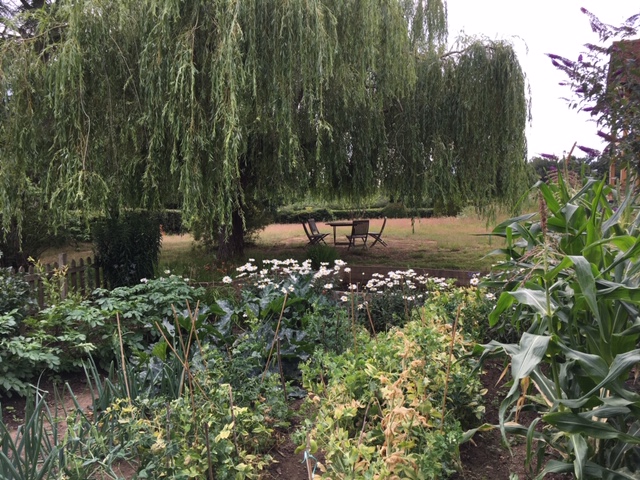 Weeping willow 19.07