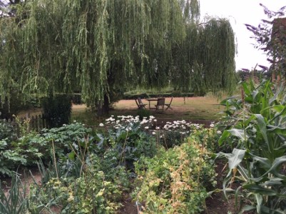 Weeping willow 19.07