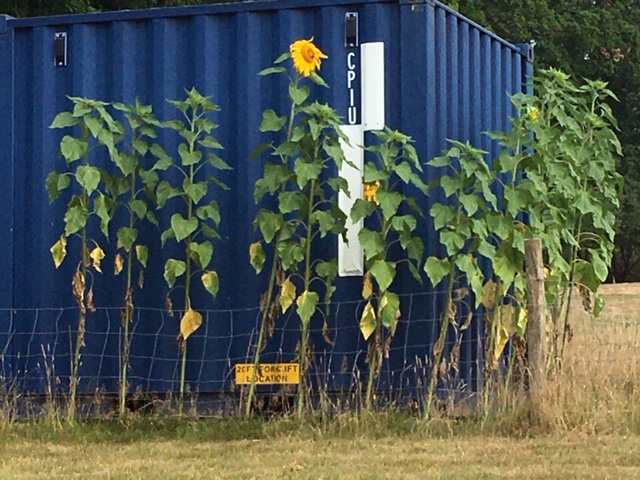 Container Sunfowers 10.08.20