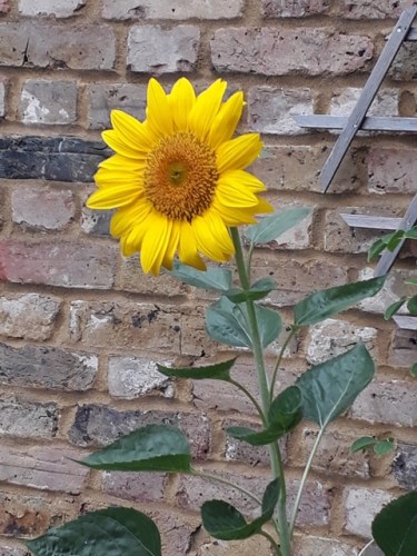 Fantasy Flat Friend Sunflower Detail