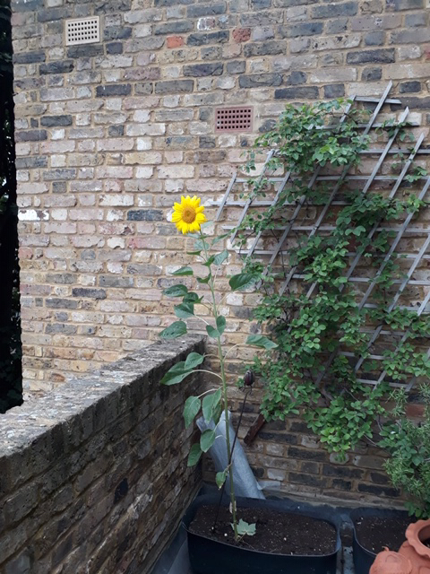 Fantasy Flat Friend Sunflower