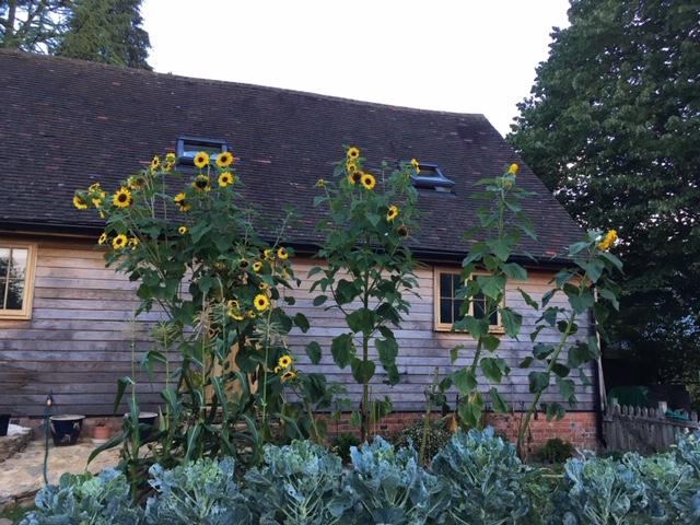 Vegetable Plot Sunflowers 18.08
