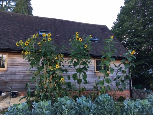Vegetable Plot Sunflowers 18.08