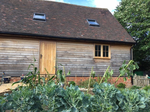 Vegetable sunflowers 24.08