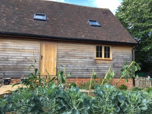 Vegetable sunflowers 24.08