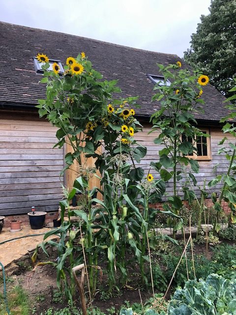 Vegetable Sunflowers A 06.08