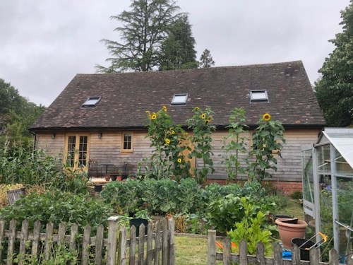 Vegetable Sunflowers B 06.08