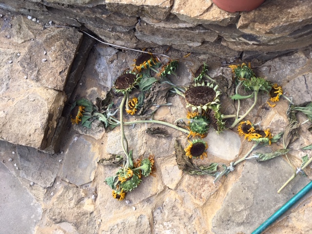 Vegetable sunflowers drying out 24.08