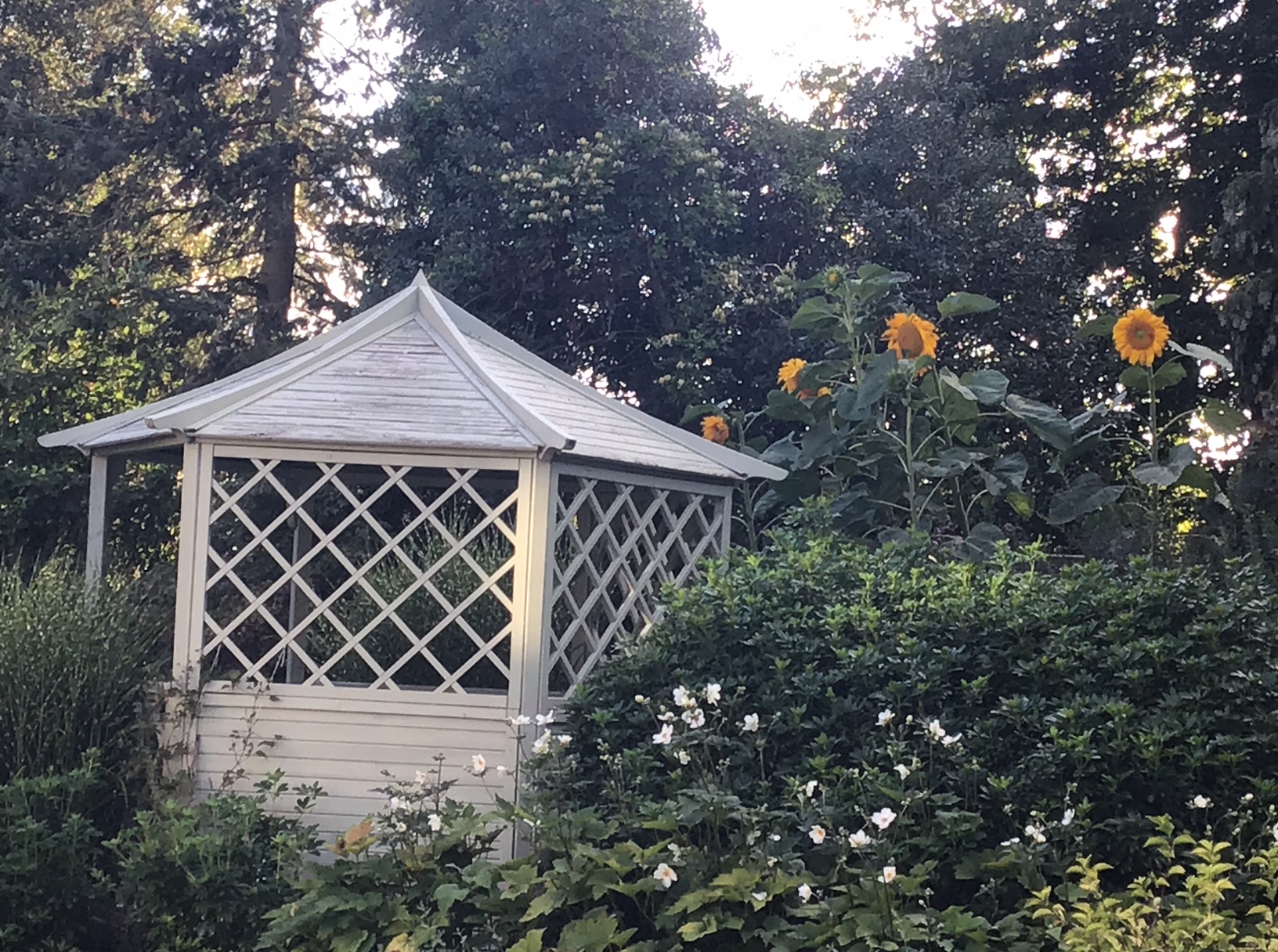 White Corner Sunflowers