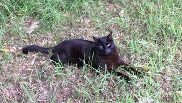 Moses in the Long Grass