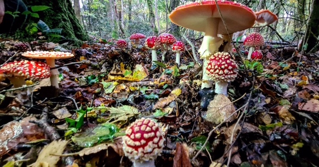 Hambledon Hurst Toadstools