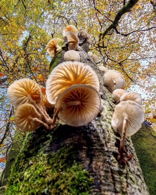 Tree mushrooms