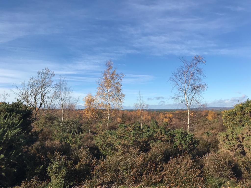 View from Thursley Common