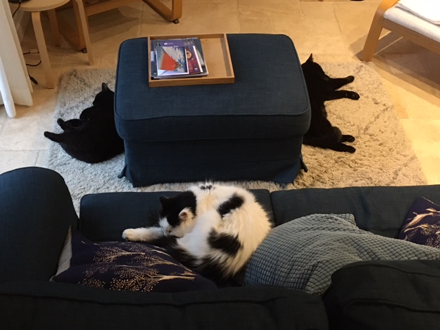 Cats sleeping on warmth