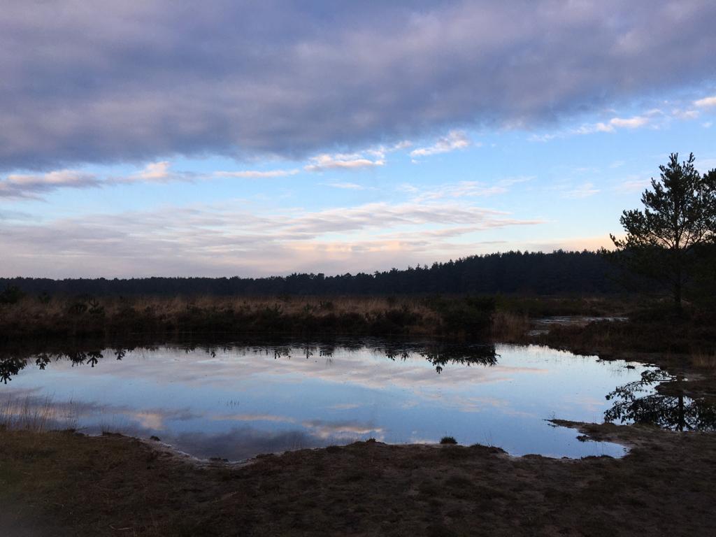 Thursley Common