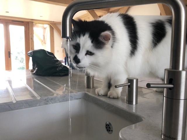 Freddie tests the water